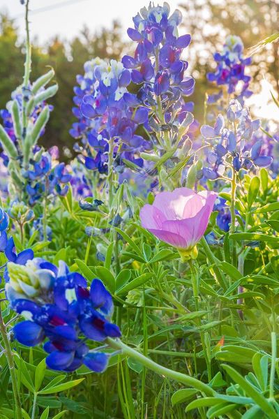 Wilson, Emily M. 아티스트의 Lampasas-Texas-USA-Pink Evening Primrose and Bluebonnet wildflowers in the Texas Hill Country작품입니다.